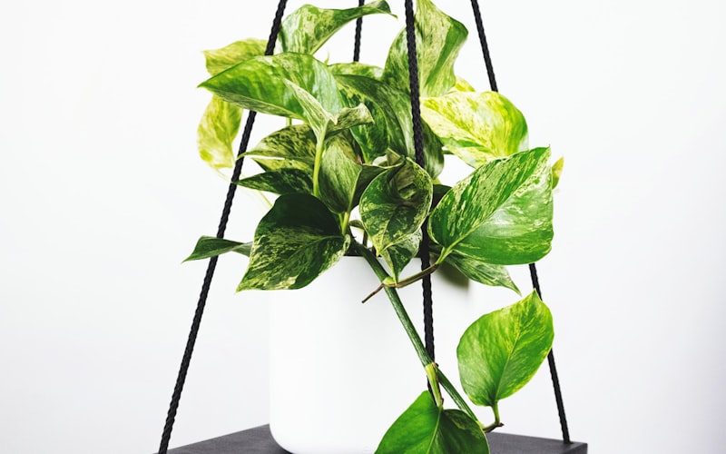 世界杯足球比赛精彩瞬间，球员射门场景